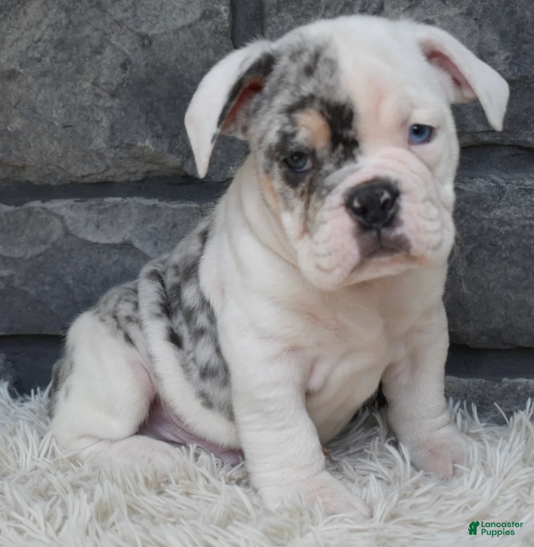 Beabull dogs for sale: Tater - Ad 1