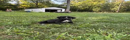 Cane Corso dogs for sale: Max - Ad 15