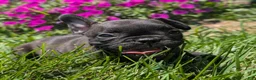 French Bulldog dogs for sale: French Toast - Ad 3