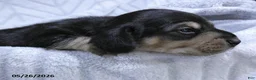 Dachshund dogs for sale: Will  - Ad 3