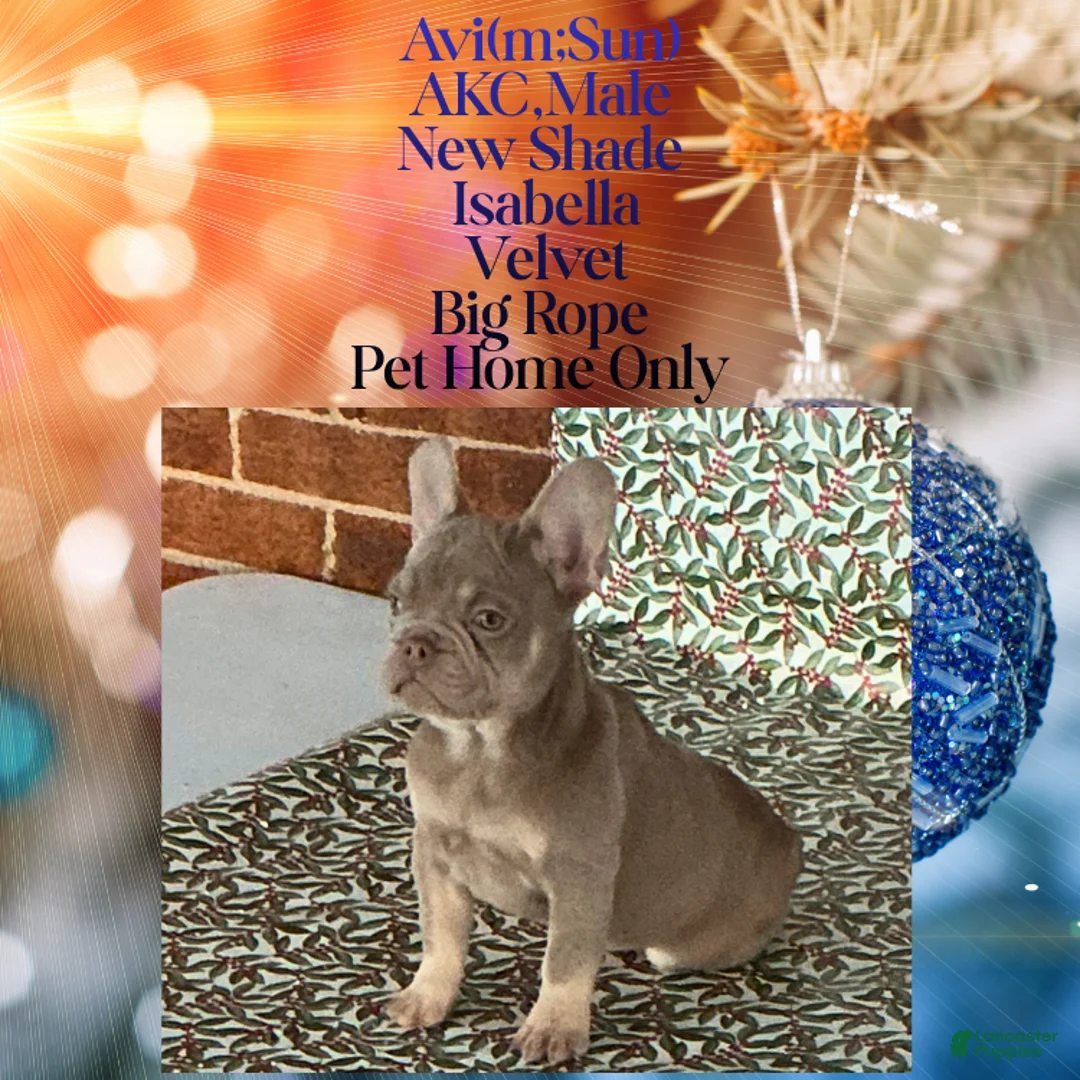 French Bulldog dogs for sale: Avi (mng: Light) - Ad 3