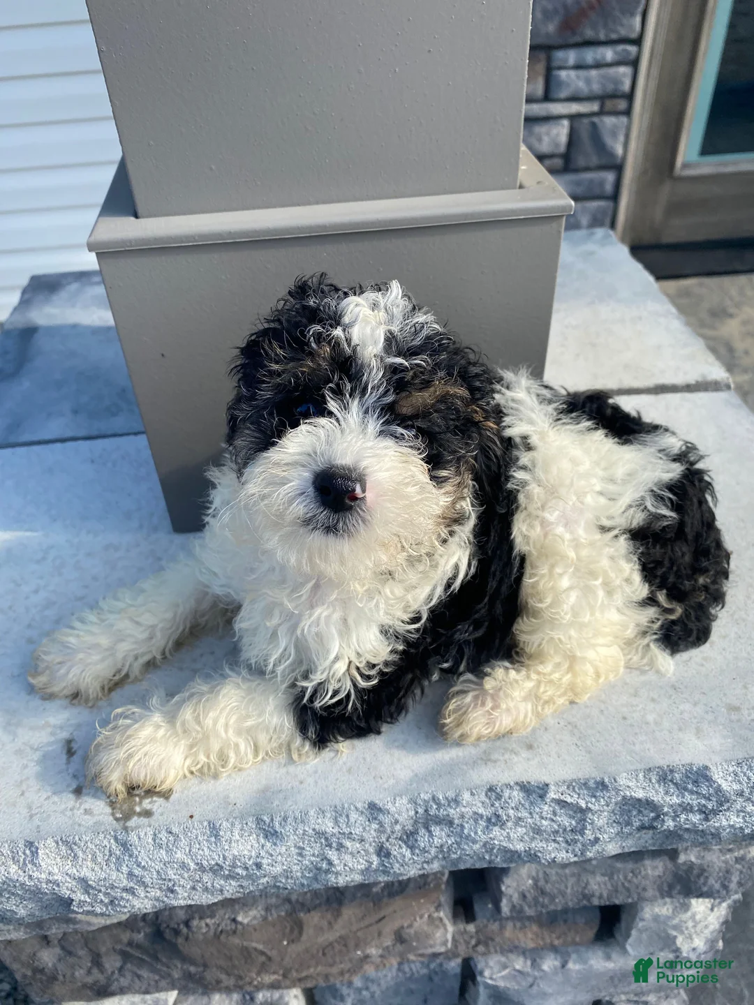 Miniature Poodle dogs for sale: Leo - Ad 14