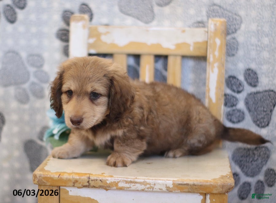 Miniature Dachshund dogs for sale: Zack - Ad 4