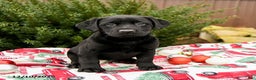 Labrador Retriever dogs for sale: Molly - Ad 2