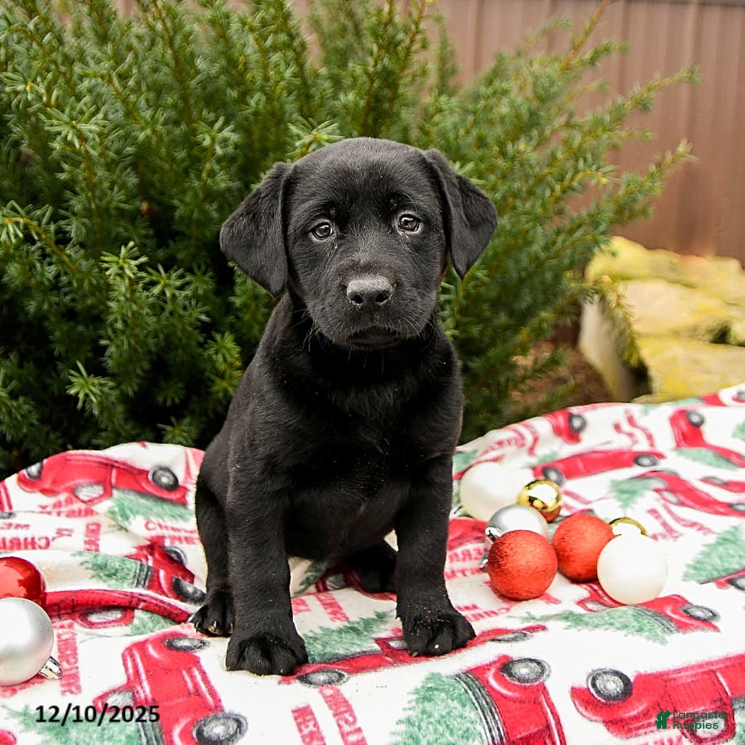 Labrador Retriever dogs for sale: Molly - Ad 2