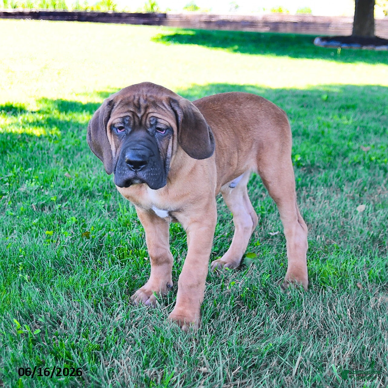 Cane Corso dogs Ivan - Ad 2