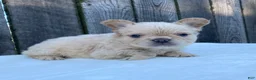French Bulldog dogs for sale: Shasha - Ad 6
