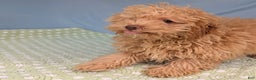 Toy Poodle dogs for sale: Radiatori - Ad 6