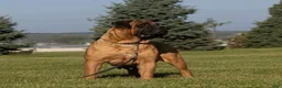 Bullmastiff dogs for sale: Atticus (49) - Ad 4