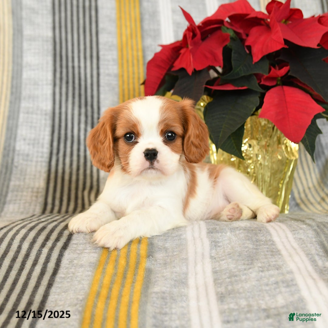 Cavalier King Charles Spaniel dogs for sale: Cupcake - Ad 2
