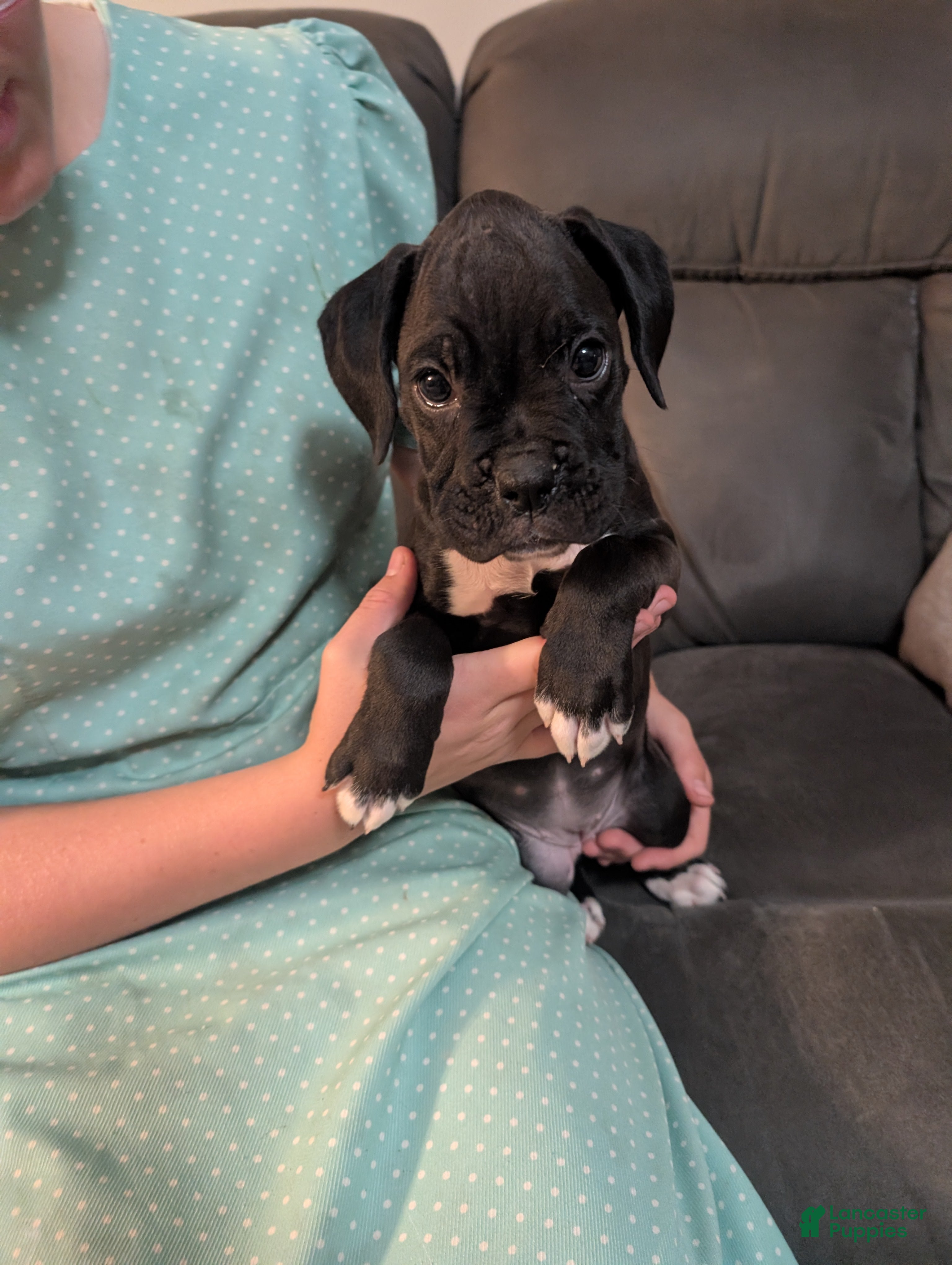 Boxer dogs Kitty - Ad 1