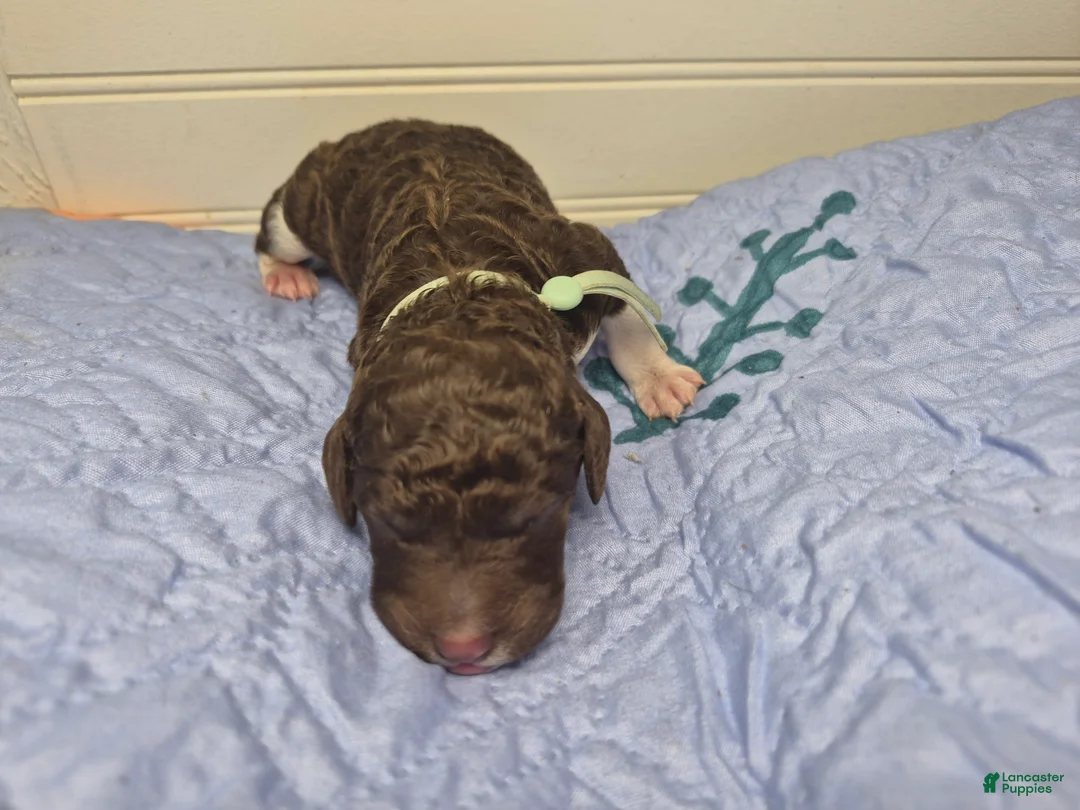 Labradoodle dogs for sale: Kiwi - Ad 1