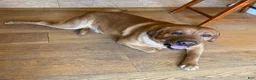 Labrador Retriever dogs for sale: Abe Lincoln - Orange - Ad 10