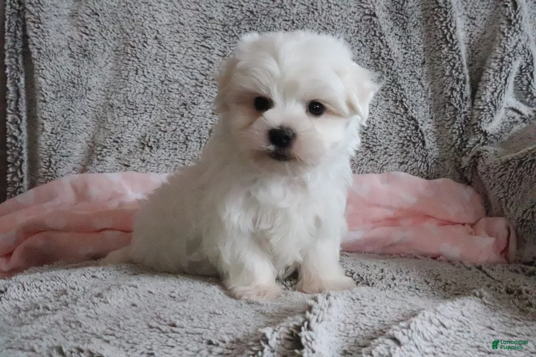 Maltese dogs for sale: Lisa - Ad 3