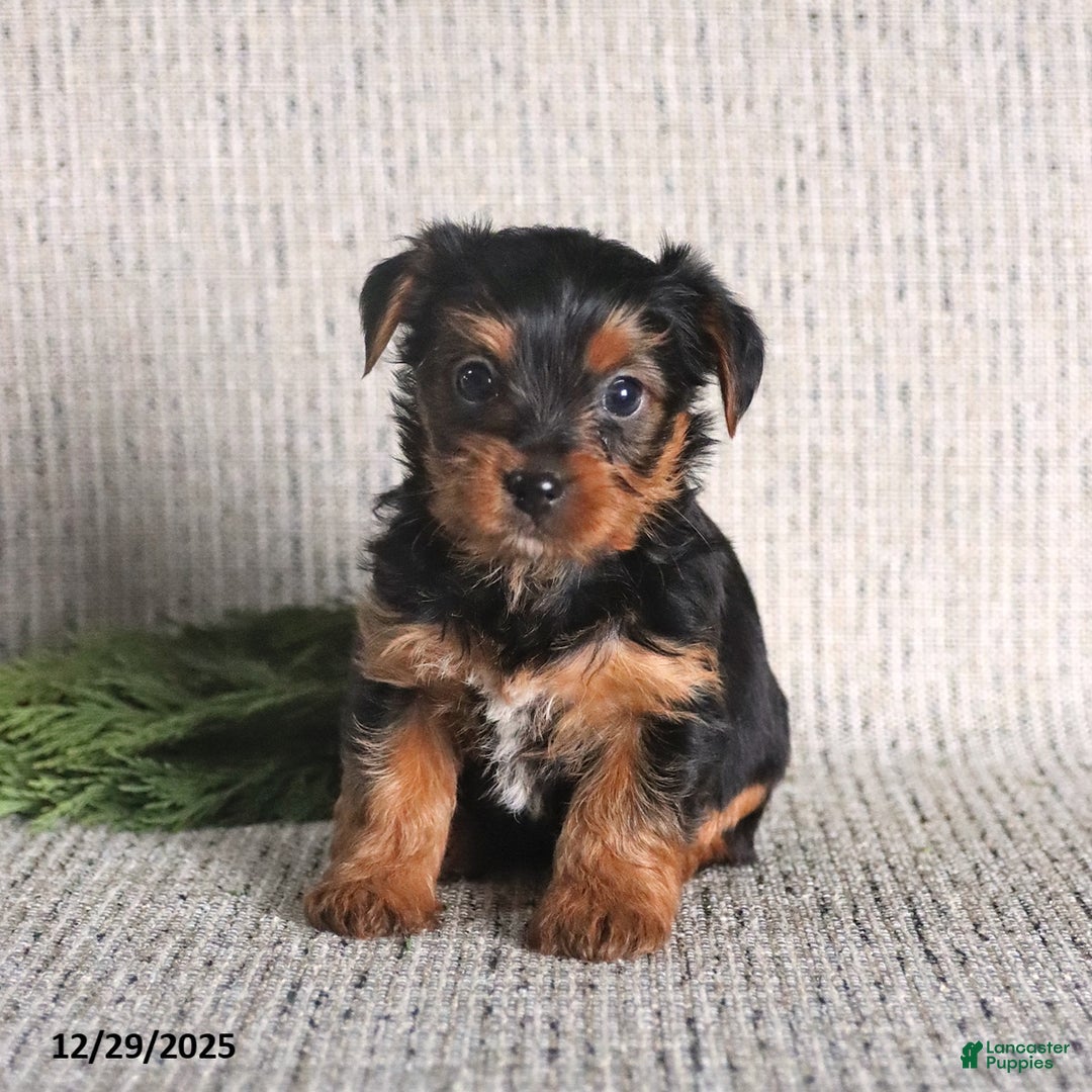 Yorkshire Terrier dogs for sale: Clara - Ad 3
