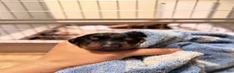Doberman Pinscher dogs for sale: Phantom's Energy Shifter "Jaylen Brown""European - Ad 1