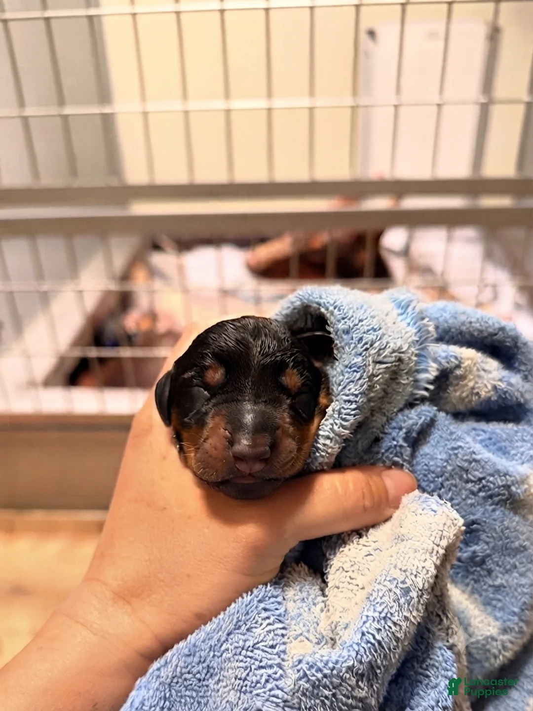 Doberman Pinscher dogs for sale: Phantom's Energy Shifter "Jaylen Brown""European - Ad 1