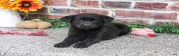 Labrador Retriever dogs for sale: Sapphire - Ad 4