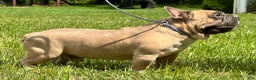 French Bulldog dogs for sale: Samson - Ad 4