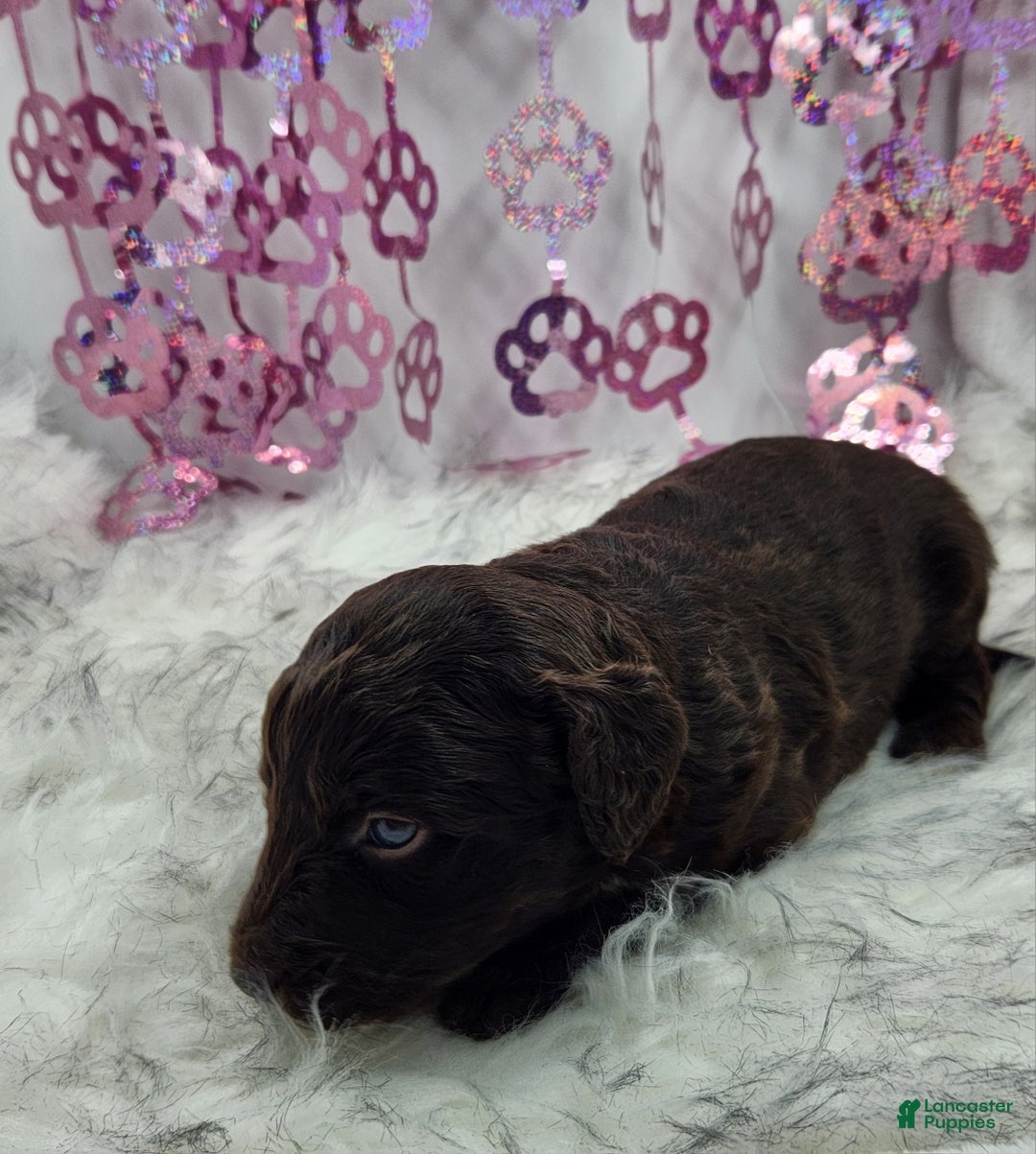 Mini Aussiedoodle dogs for sale: Mini Aussiedoodle Puppy 6 - Ad 4