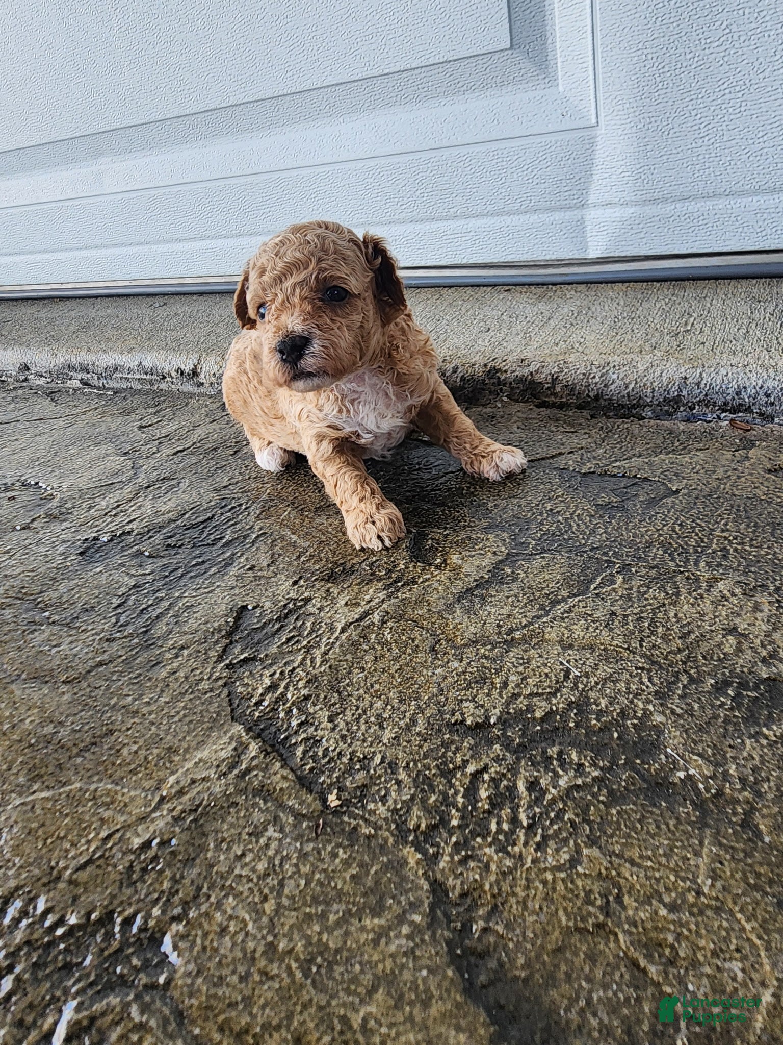 Toy Poodle dogs Toy Poodle 1 - Ad 1
