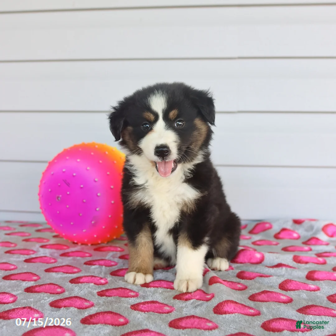 Miniature Australian Shepherd dogs for sale: Ava   - Ad 2