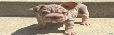 ChiChi