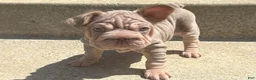 French Bulldog dogs for sale: ChiChi - Ad 1
