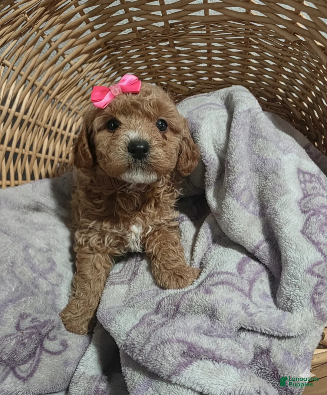 Cavapoo dogs for sale: Belle - Ad 1