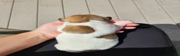 Rat Terrier dogs for sale: Daisy - Ad 2
