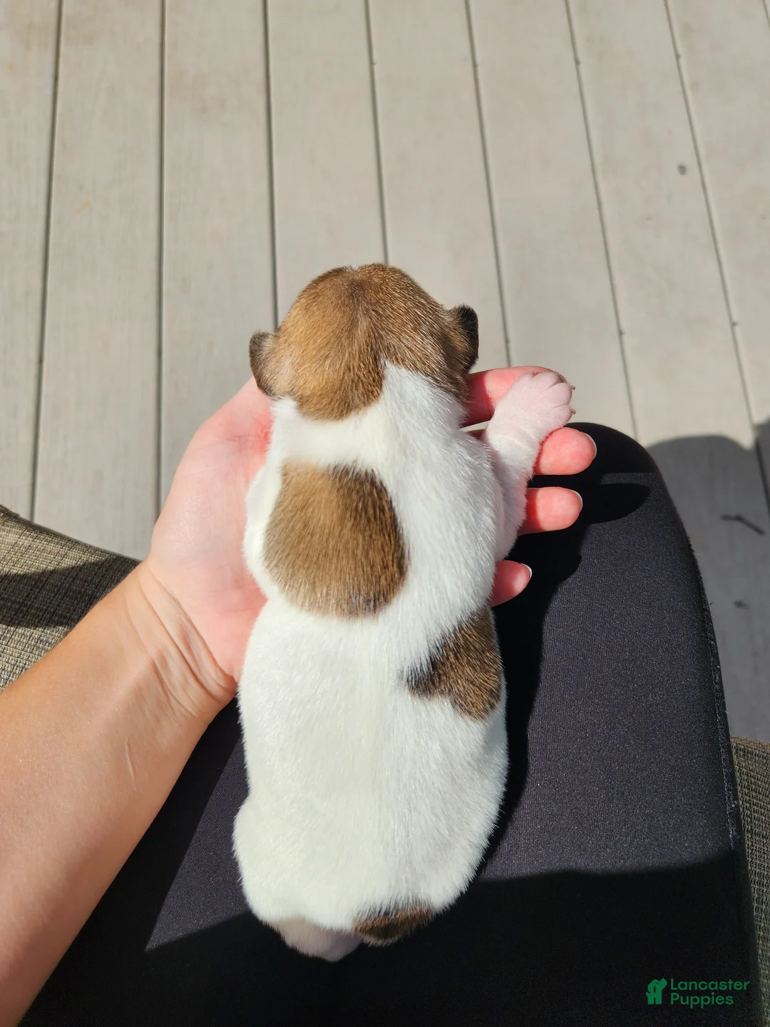 Rat Terrier dogs for sale: Daisy - Ad 2