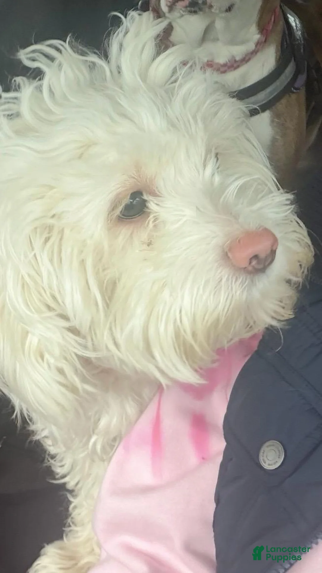 Maltipoo dogs for sale: Cora - Ad 1