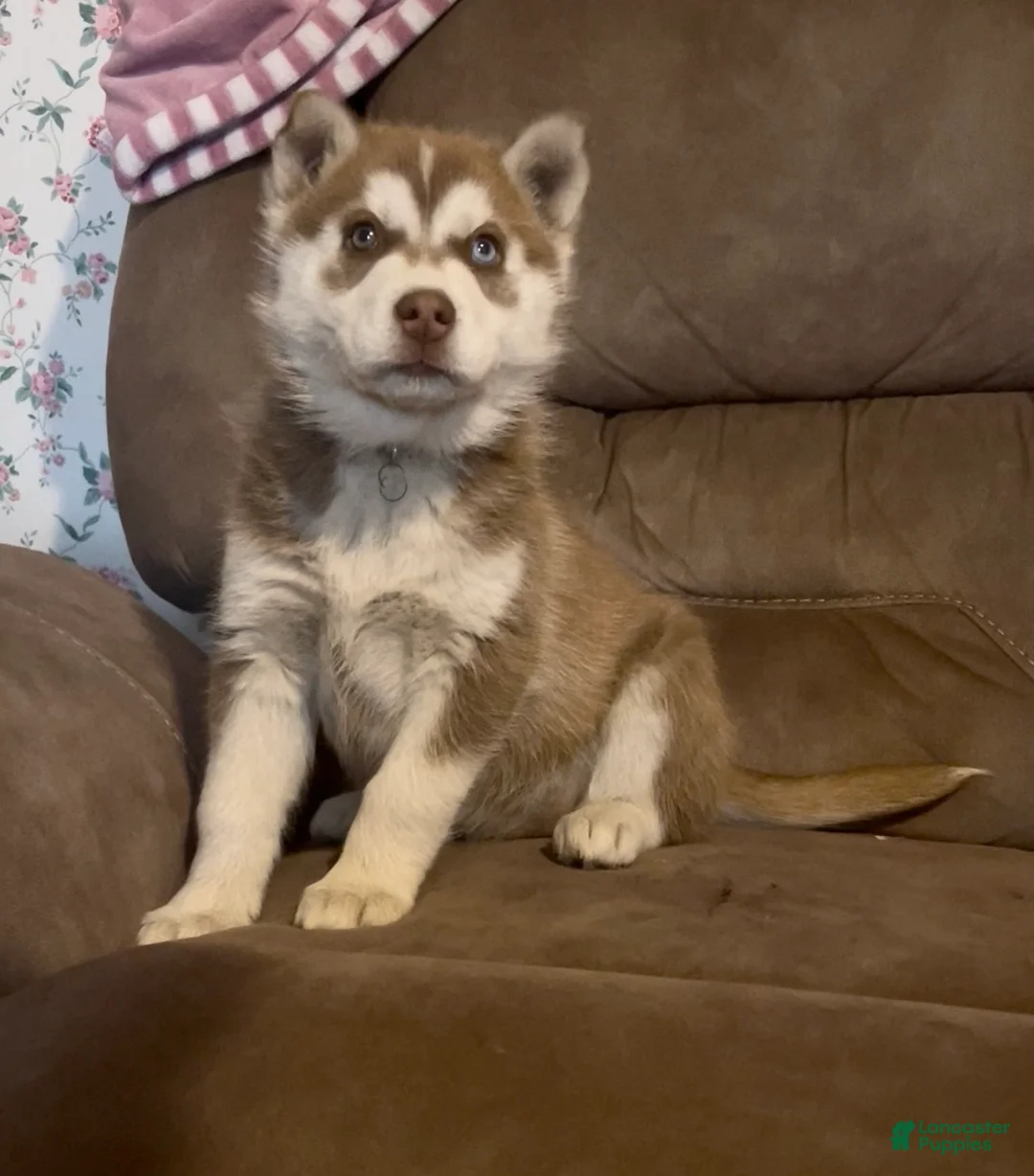 Siberian Husky dogs for sale: Siberian Husky Puppy 5 - Ad 2
