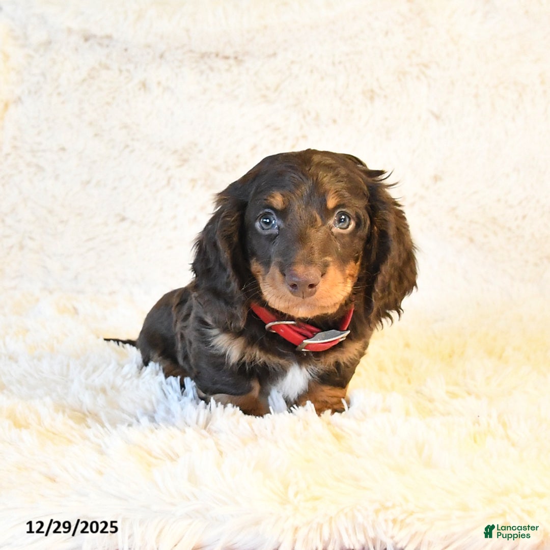 Miniature Dachshund dogs for sale: Francis - Ad 3