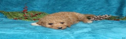 Mini Goldendoodle dogs for sale: Crystal - Ad 4