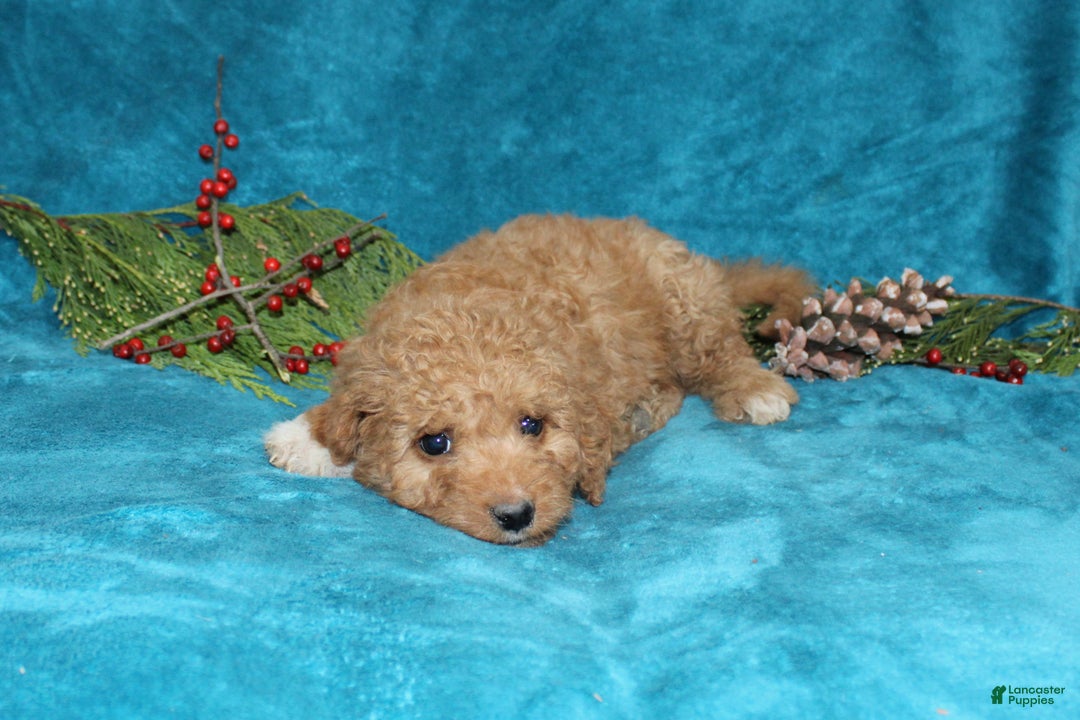 Mini Goldendoodle dogs for sale: Crystal - Ad 4