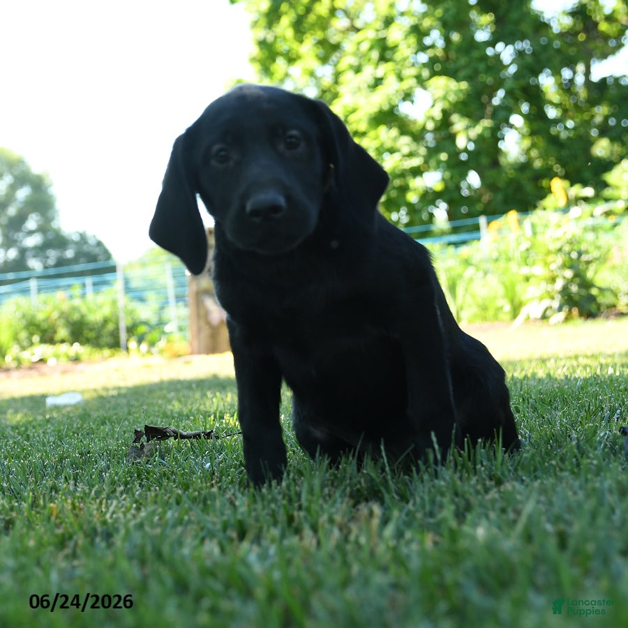 Labrador Retriever dogs Lexi  - Ad 1