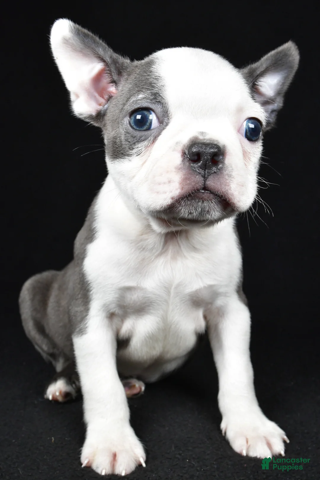 Boston Terrier dogs for sale: Bo - Ad 1