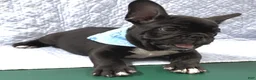 Mixed Breed dogs for sale: Bingo - Ad 6