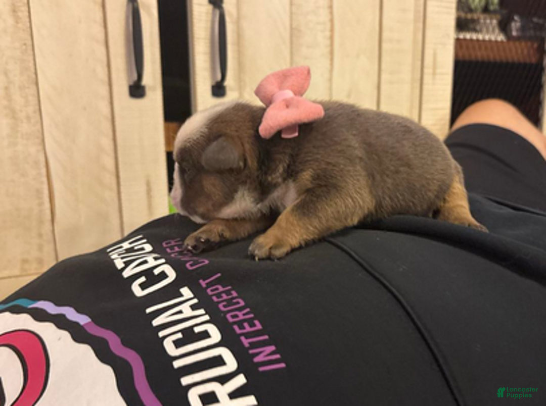 English Bulldog dogs for sale: Jenny - Ad 5