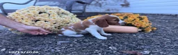 Welsh Springer Spaniel dogs for sale: Lori - Ad 14