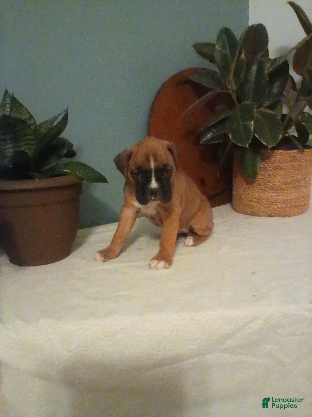 Boxer dogs for sale: Boxer Puppy 3 - Ad 3