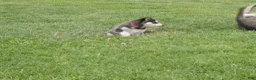 Gerberian Shepsky dogs for sale: Sentry - Ad 3