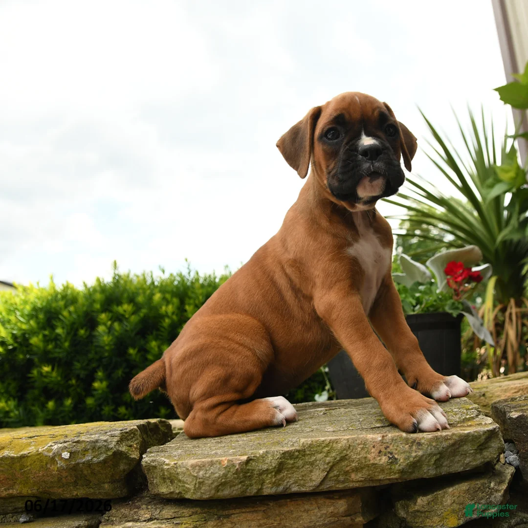 Boxer dogs for sale: Twinkle - Ad 5
