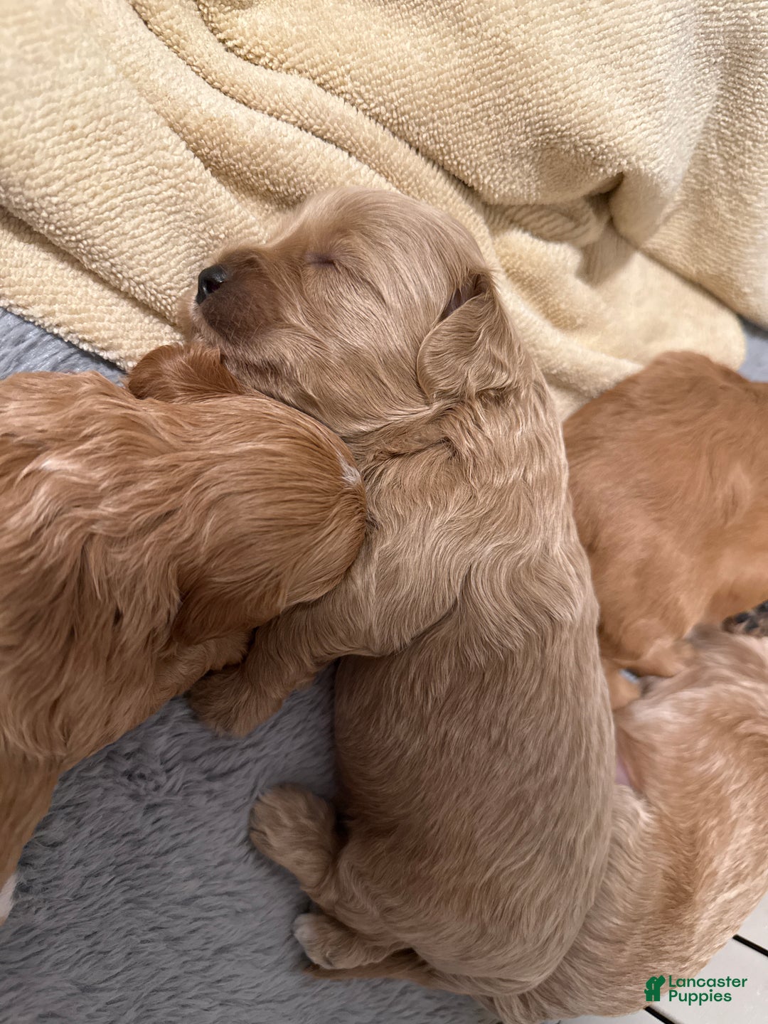 Maltipoo dogs for sale: Maltipoo Puppy 1 - Ad 3