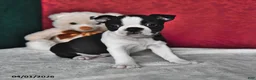 Boston Terrier dogs for sale: Jubilee - Ad 1
