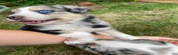 Australian Shepherd dogs for sale: Jasper  - Ad 2