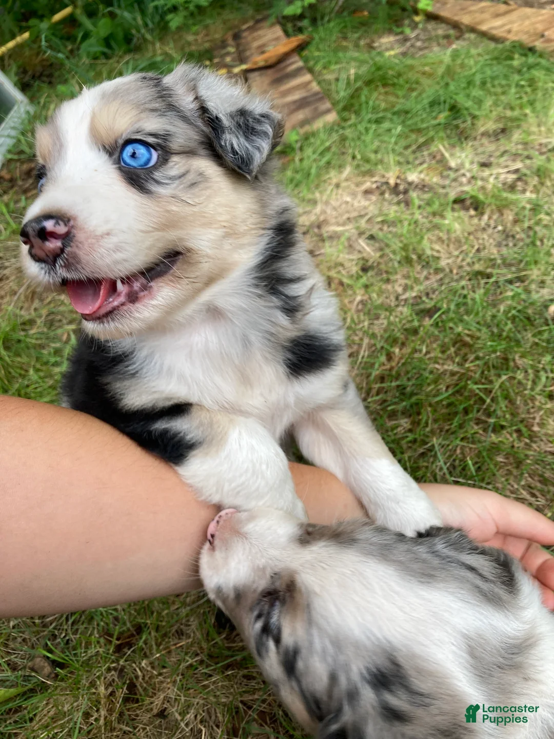 Australian Shepherd dogs for sale: Jasper  - Ad 2