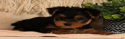 Yorkshire Terrier dogs for sale: Wesley - Ad 8