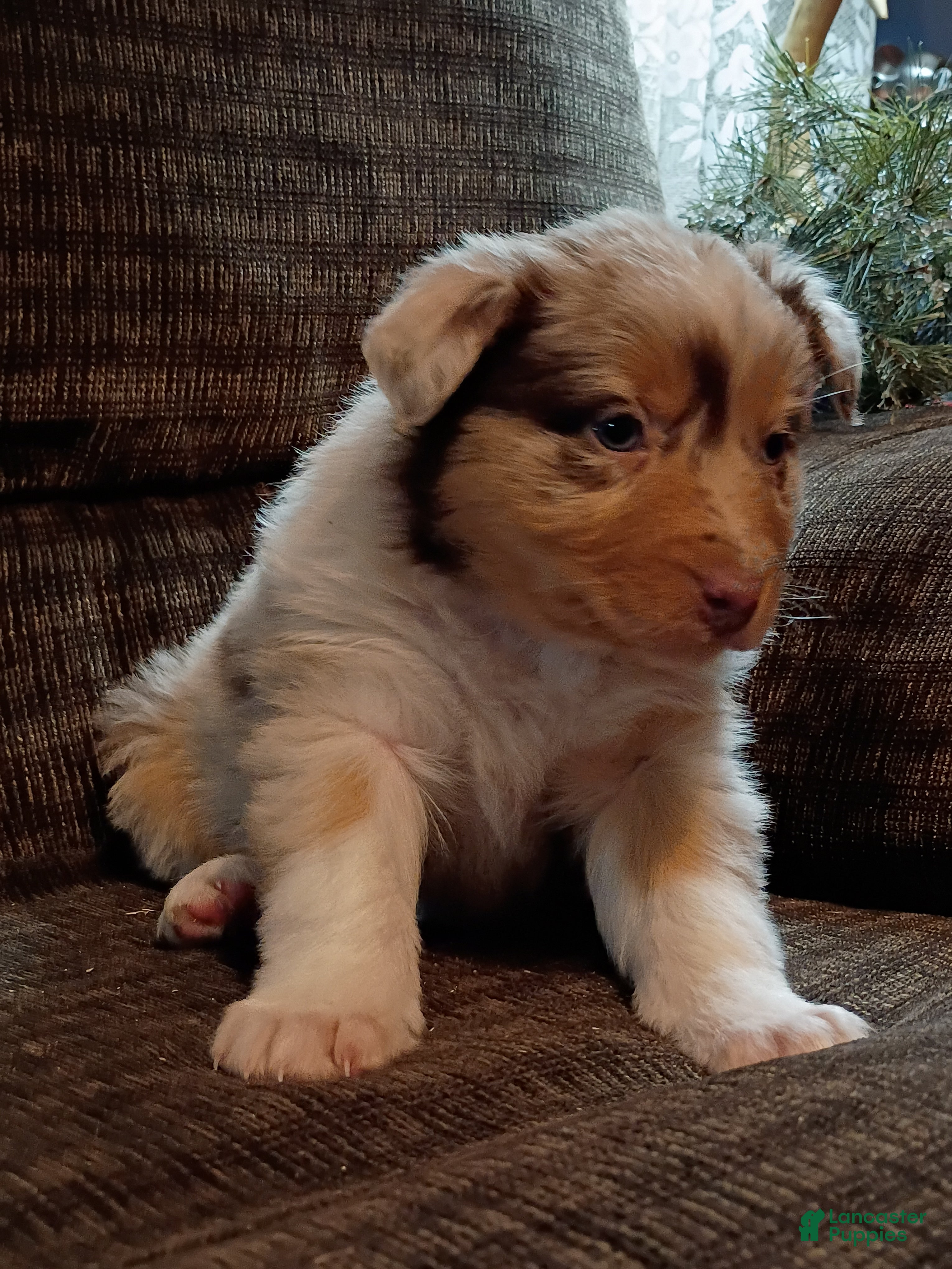 Australian Shepherd dogs Hazel - Ad 2